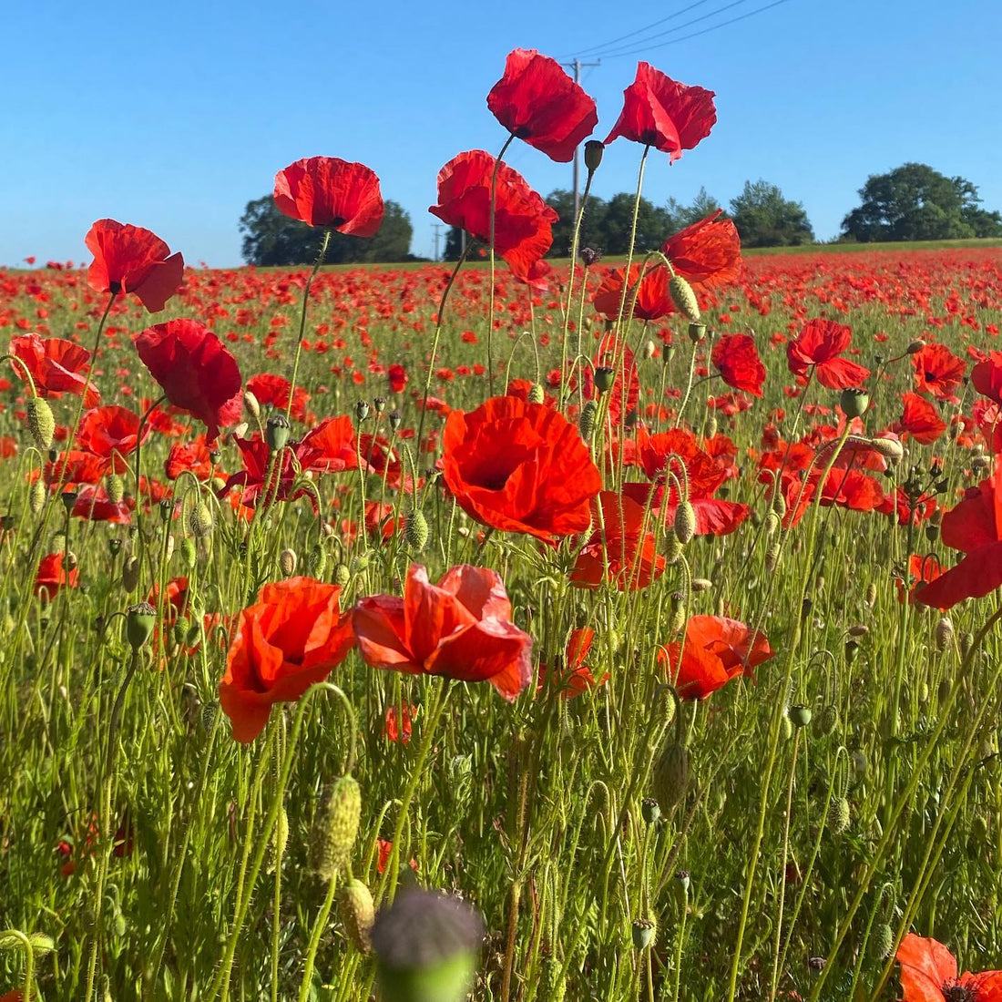 Feeling blessed - beautiful poppies