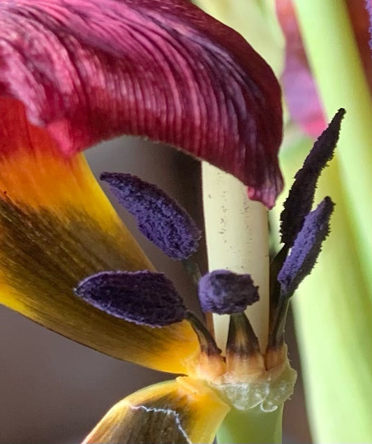 Always Flowers!