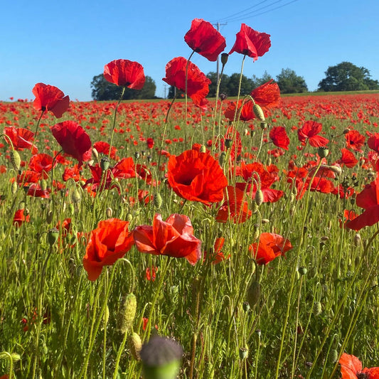 Feeling blessed - beautiful poppies